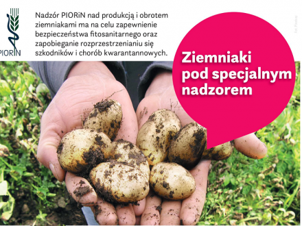 Nadzór PIORiN nad produkcją i obrotem ziemniakami